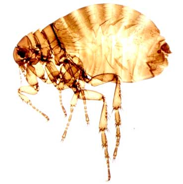 Dedetização de Pulgas em Baeta Neves Dedetização de Pulgas em Baeta Neves